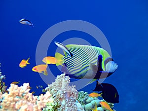 Tropical fish Angelfish