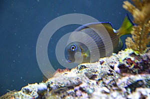 Tropical fish in aquarium in Berlin