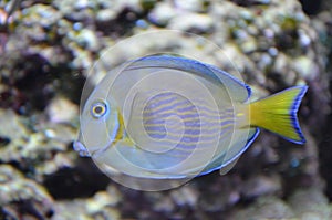 Tropical fish in aquarium in Berlin