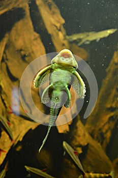 Tropical fish in aquarium in Berlin