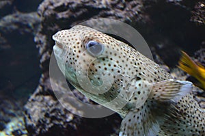 Tropical fish in aquarium in Berlin