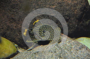 Tropical fish in aquarium in Berlin