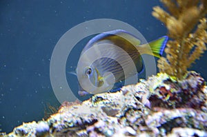 Tropical fish in aquarium in Berlin