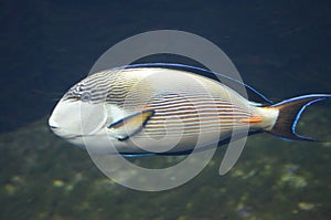 Tropical fish in aquarium in Berlin