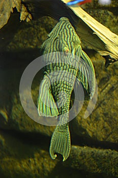 Tropical fish in aquarium in Berlin