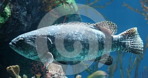 Tropical fish in aquarium at ocean, sea salt creature