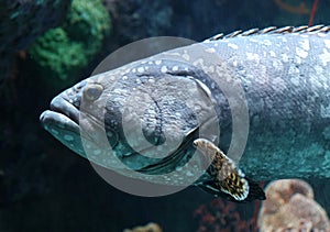 Tropical fish in aquarium at ocean, sea salt creature