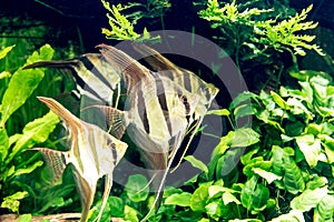 tropical fish in an aquarium representing the typical environment of tropical river courses