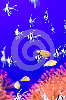 Tropical fish in aquarium, soft focus.