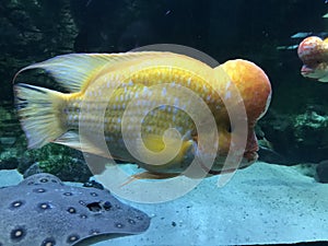 Tropical fish in aquarium, Yellow fish