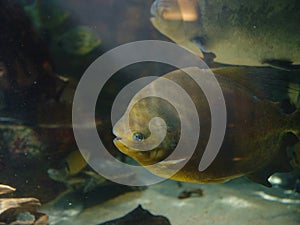 Tropical fish in aquarium in zoo