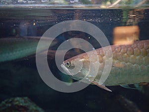 Tropical fish in aquarium in zoo