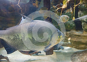 Tropical fish in aquarium in zoo