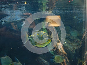 Tropical fish in aquarium in zoo