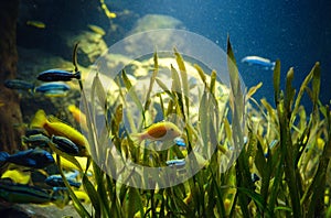 Tropical fish in aquarium in zoo