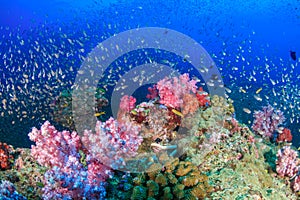 Tropical fish around a bright, colorful tropical coral reef