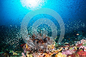 Tropical fish around a bright, colorful tropical coral reef