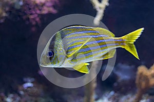 Tropical fish Atlantic Porkfish or Paragrate Grunt Anisotremus virginicus