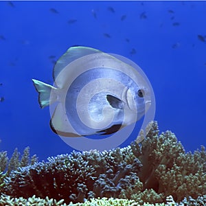 Tropical fish Batfish