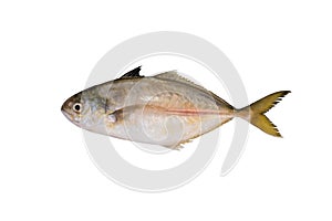 Tropical fish Bigeye trevally