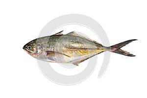 Tropical fish Bigeye trevally on white
