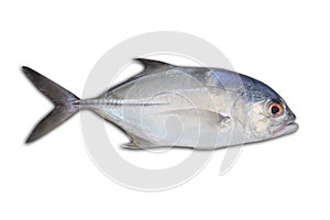 Tropical fish Bigeye trevally on white