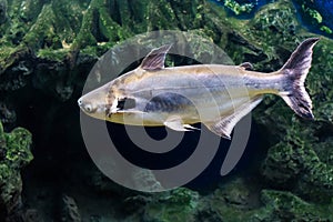 Tropical fish Black ear catfish, lives in rivers of Southeastern