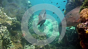 Tropical fish on blue background of sea bottom in ocean on Galapagos.