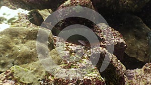 Tropical fish on blue background of sea bottom in ocean on Galapagos.