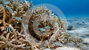 Tropical fish blue lagoon bora bora coral reef french polynesia