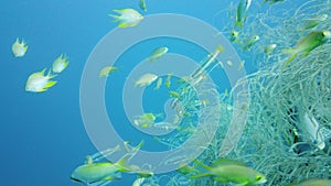 Tropical fish in the blue ocean. Leyte, Philippines.