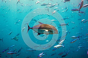 Tropical fish Bluefin Trevally, Caranx melampygus, surrounded by fusilier fish