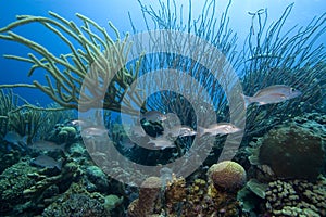 Tropical fish, Bonaire
