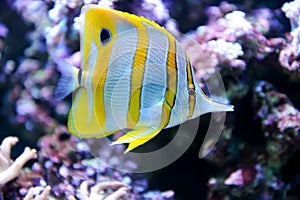 Tropical fish Butterflyfish