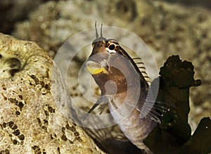 Tropical fish camouflaged among corals on Maldive islands