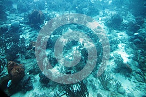 Tropical fish in the Caribbean Sea