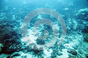 Tropical fish in the Caribbean Sea