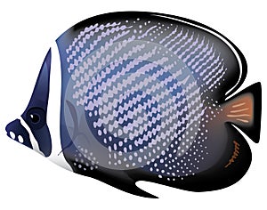 Tropical fish Chaetodon collare.