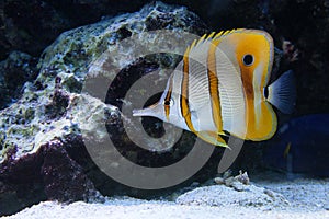 Tropical fish chelmon