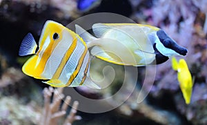 Tropical fish chelmon rostratus
