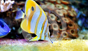 Tropical fish chelmon rostratus
