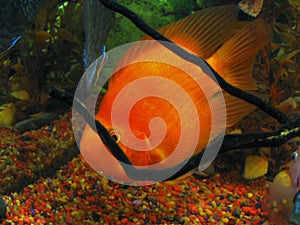 Tropical fish - Cichlasoma sp. (red) photo