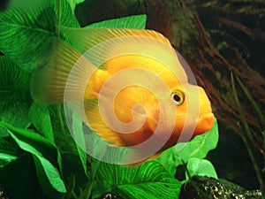 Tropical fish - Cichlasoma sp. (yellow) photo