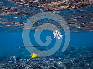 Tropical Fish in Clear Blue Water with Reflection on Surface Underwater Image