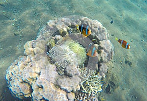 Tropical fish clown near coral reef and actinia. Clownfish in actinia.