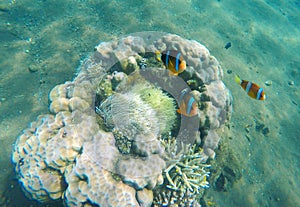 Tropical fish clown near coral reef and actinia. Clownfish family in actinia.