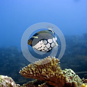 Tropical fish Clown Triggerfish