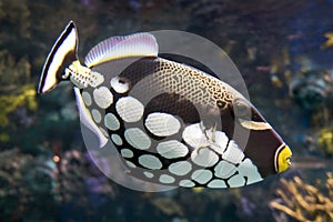 Tropical fish, Clown triggerfish - Balistoides conspicillum - sea and ocean fish