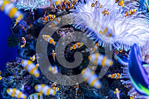 Tropical fish Clownfish Amphiprioninae photo