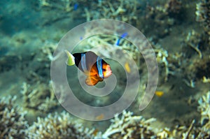 Tropical fish Clownfish in seashore. Coral fish underwater photo.